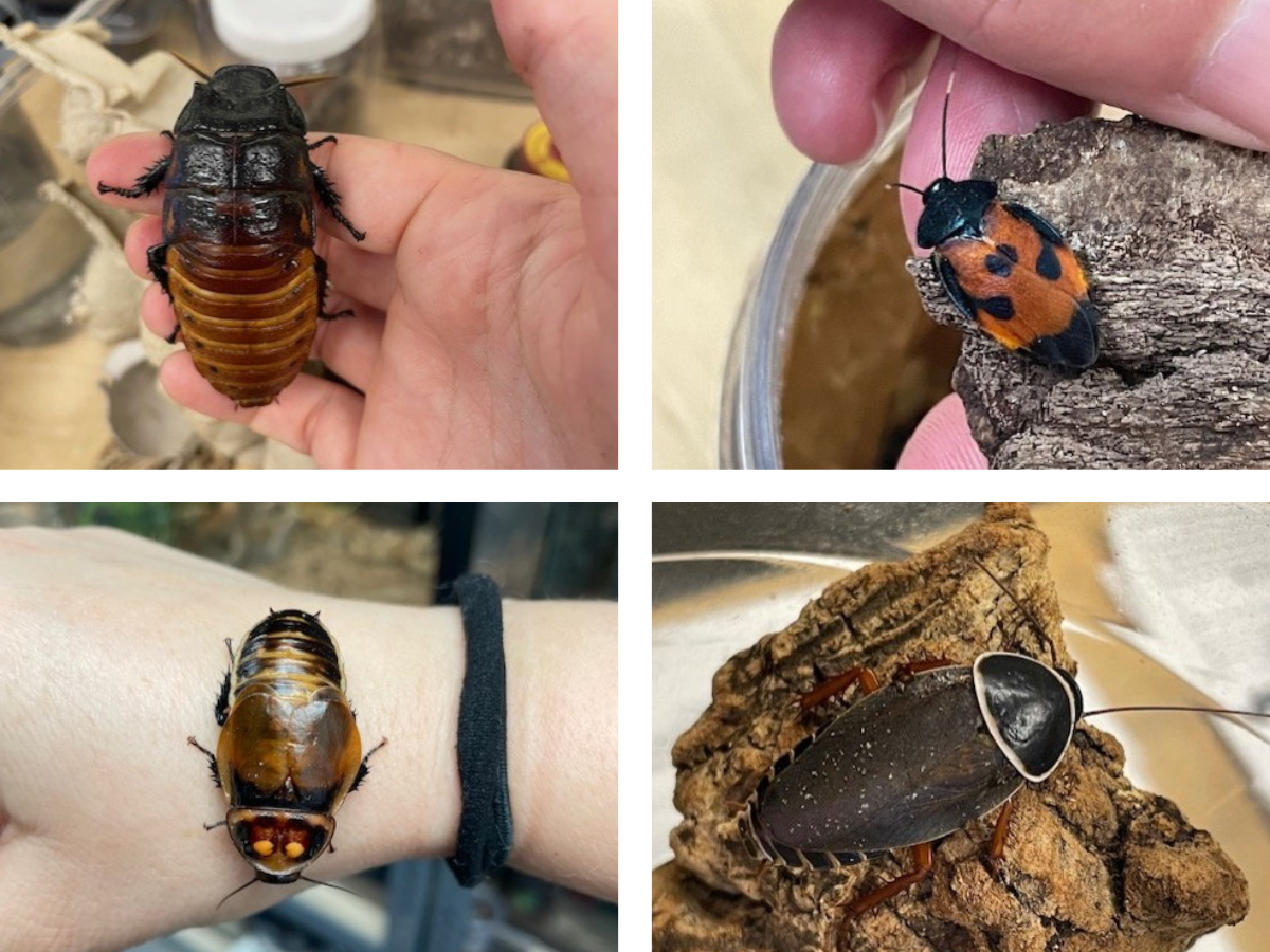 Joy of Roaches 
