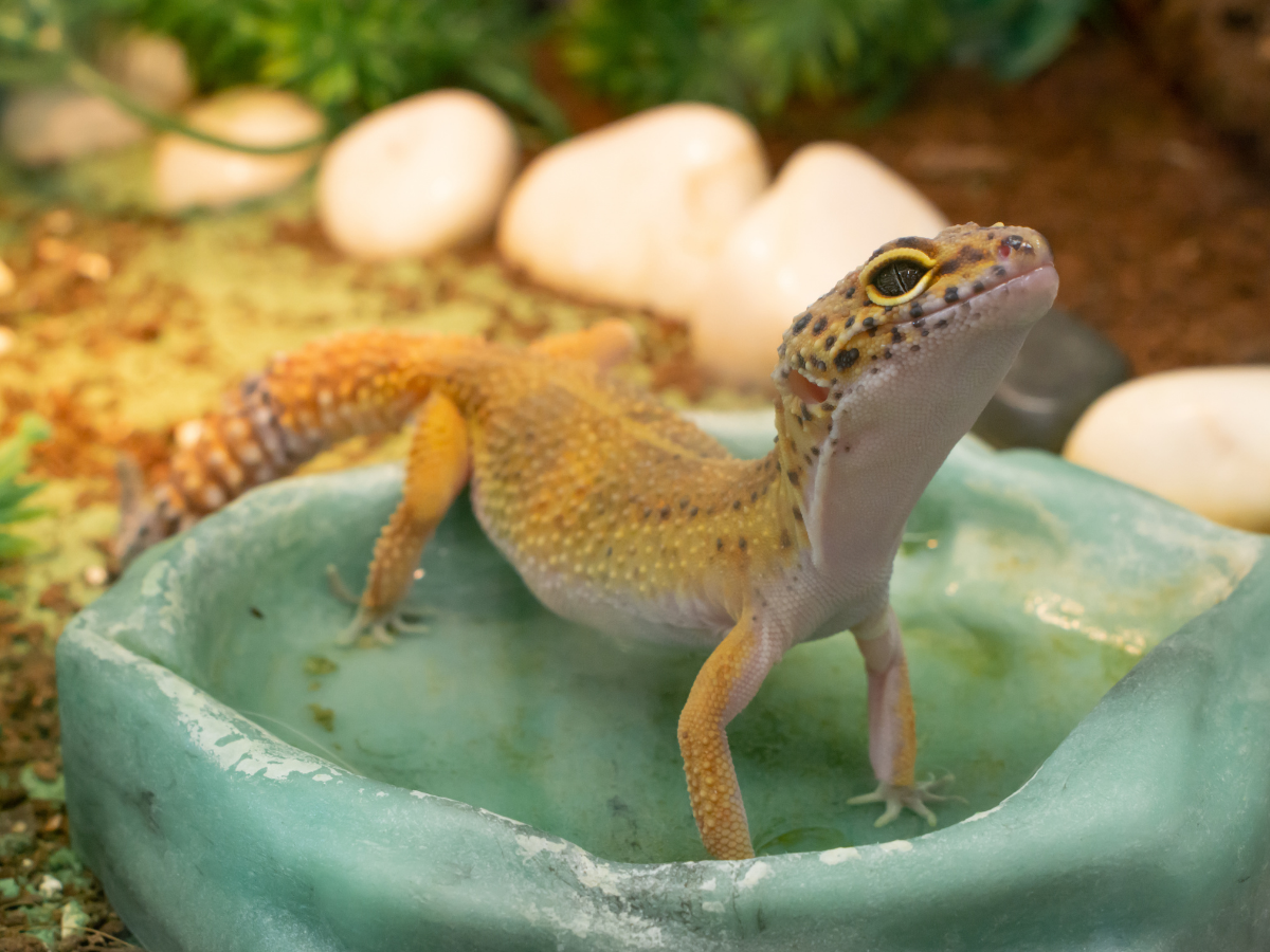 Leopard Gecko Care: The Complete Beginner's Guide to a Thriving Gecko
