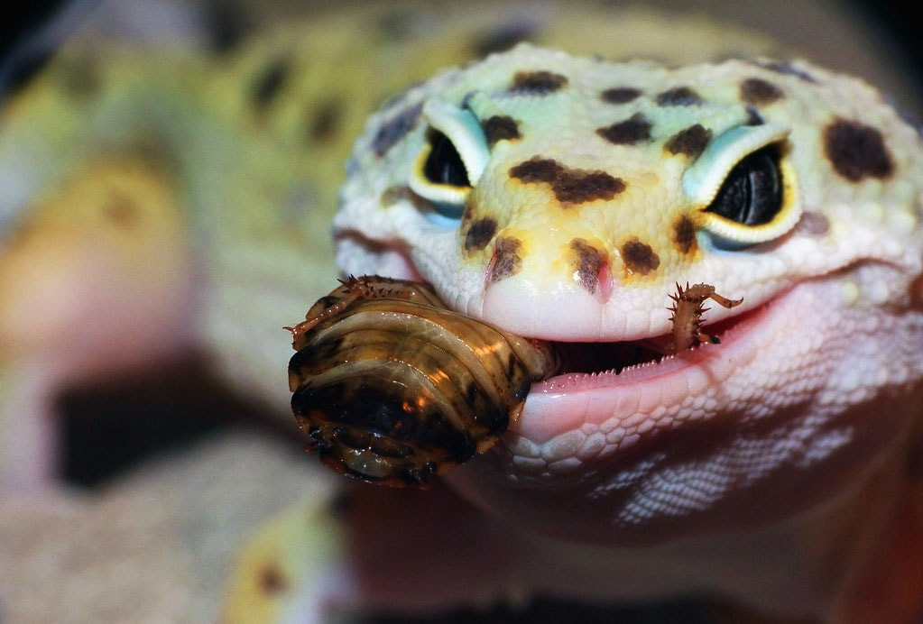 Dubia Roaches for Leopard Geckos: Feeding Amounts, Sizing, and Why Keepers Switch 