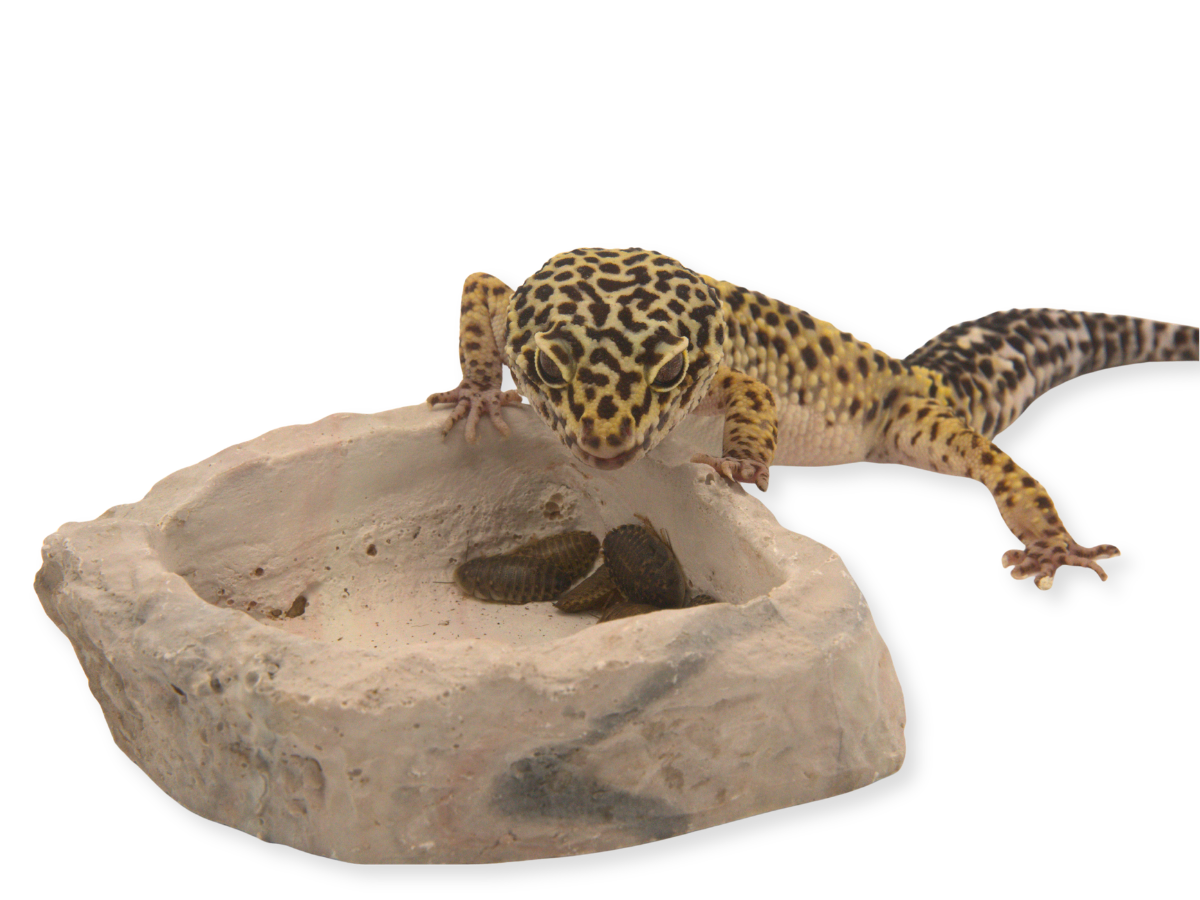 Beat the Heat: Spotting Heat-Stressed Feeders and What to Do When Your Box Arrives