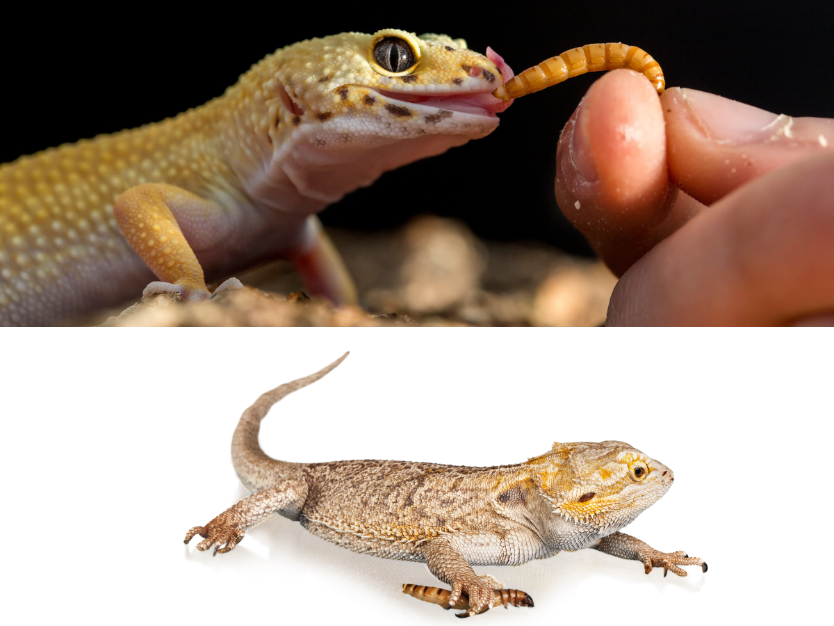 Superworms vs. Mealworms: Which Feeder Insect Is Best for Your Reptile?