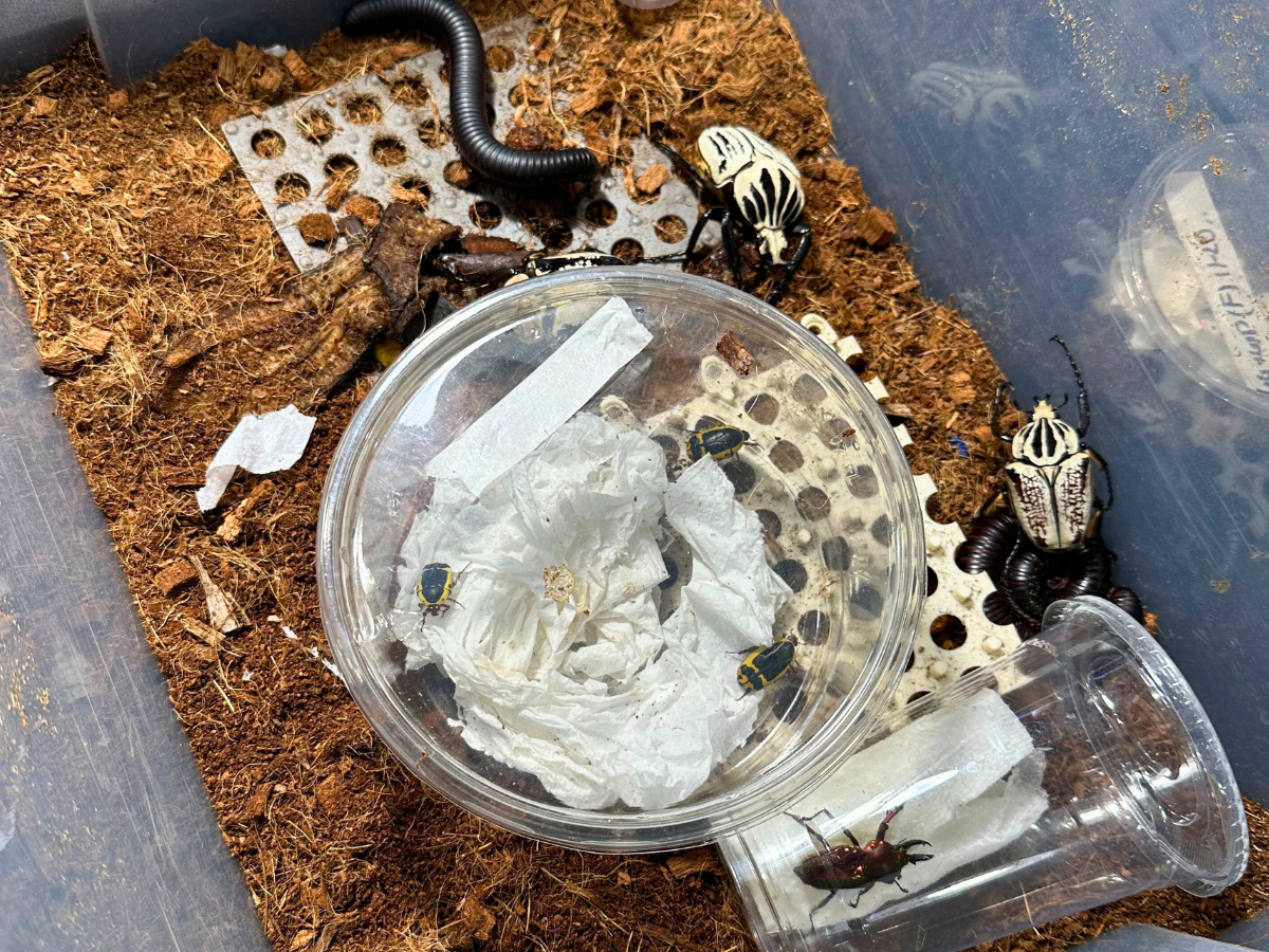 Reptile Super Show 2026