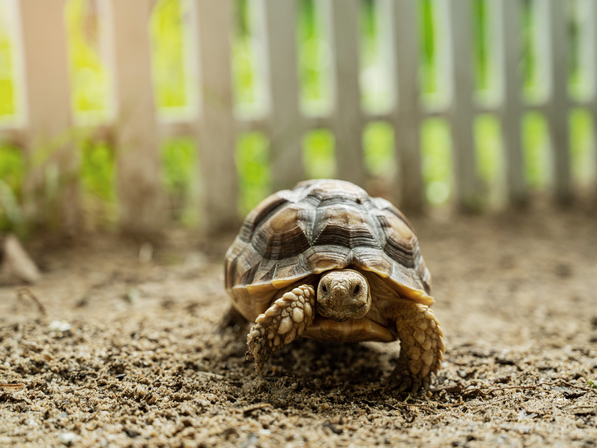 Tortoise Diet: What to Feed (and Never Feed) for a Long, Healthy Life