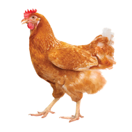 ​Benefits of Feeding Mealworms to Chickens