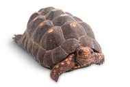 What do I need to know before buying a pet tortoise?