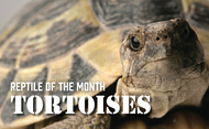 Turtles and Tortoises: Fun Facts and Pet Care Tutorials