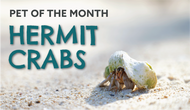 Hermit Crabs: Fun Facts and Pet Care Tutorials