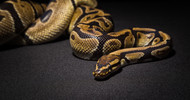 Snakes: Fun Facts and Pet Care Tutorials