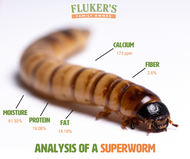 The Darkling Beetle Larvae, Better Known as the Superworm