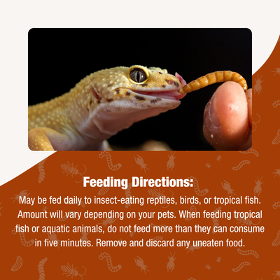 Gourmet Canned Mealworms