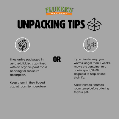 Live Black Soldier Fly Larvae - Soldier Worms