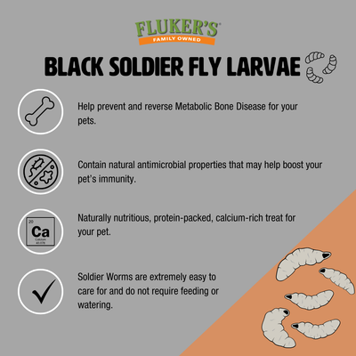 Live Black Soldier Fly Larvae - Soldier Worms