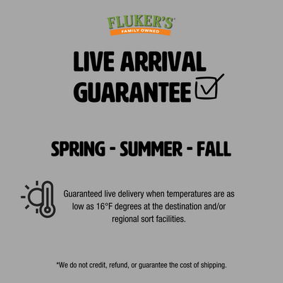 Live Black Soldier Fly Larvae - Soldier Worms