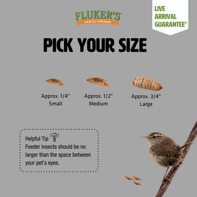 Live Black Soldier Fly Larvae - Soldier Worms