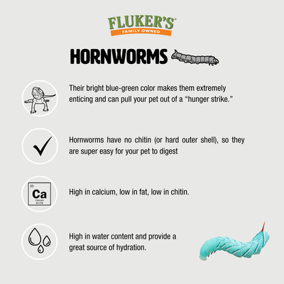 Live Hornworms