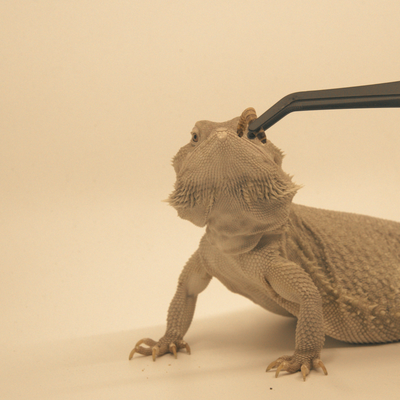 Fluker’s Angled Feeding Tongs