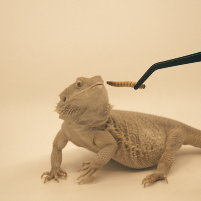 Fluker’s Angled Feeding Tongs