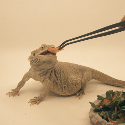 Fluker’s Angled Feeding Tongs