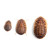 NEW Dubia Roaches, small, medium, large sizes