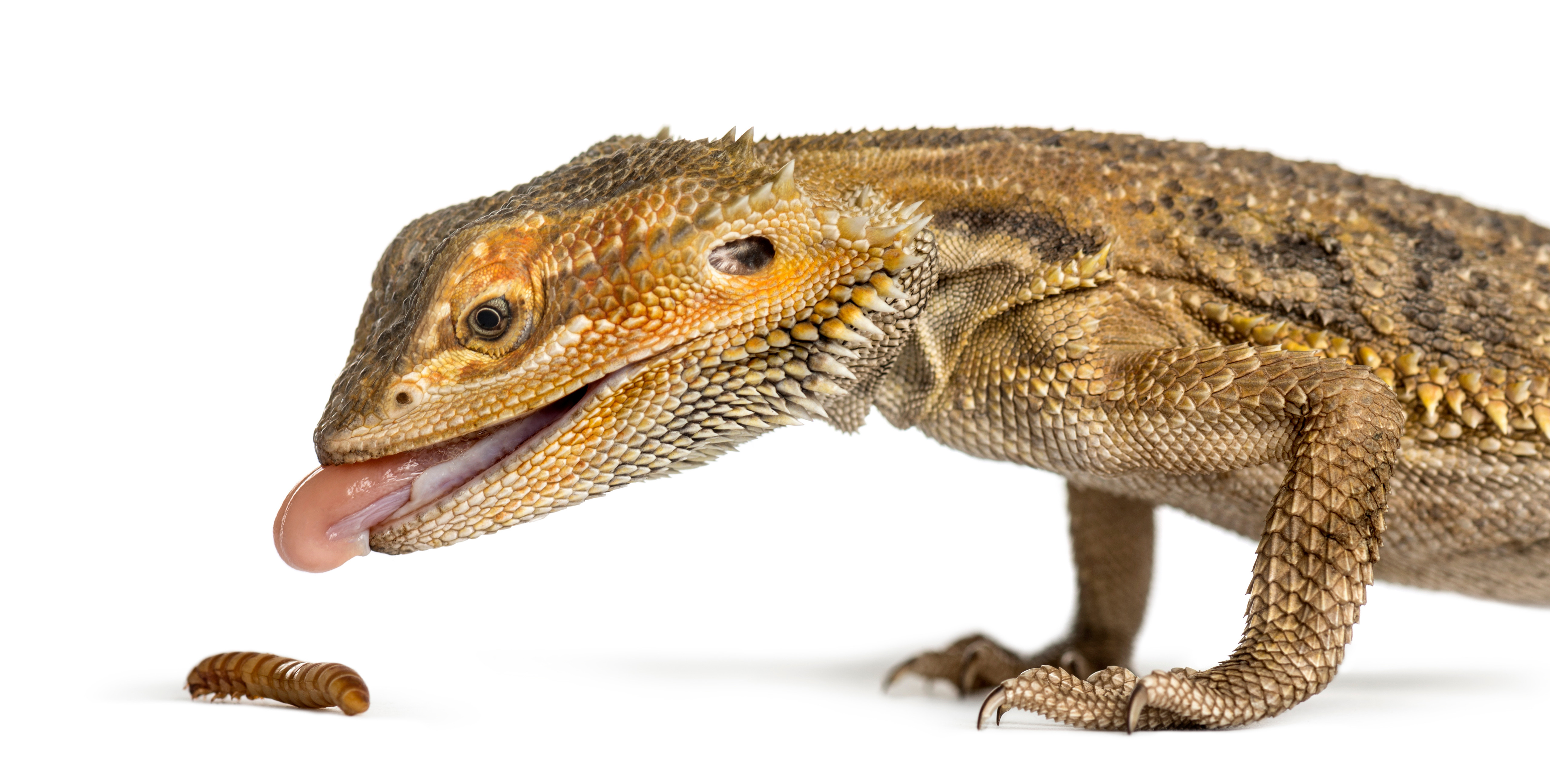 Fluker's Cricket Farms Live Crickets Feeder Insects Online Delivered