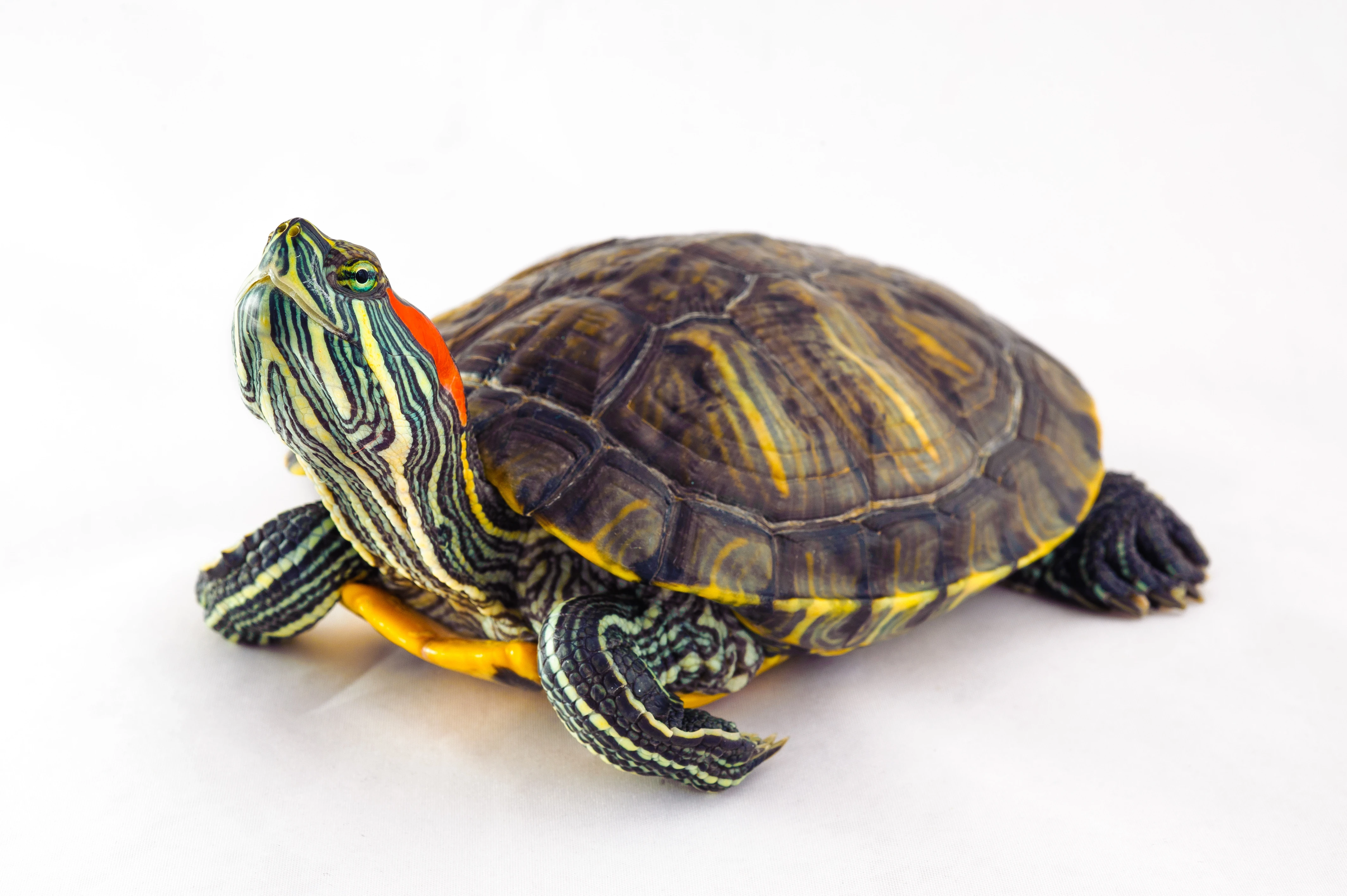 Turtles