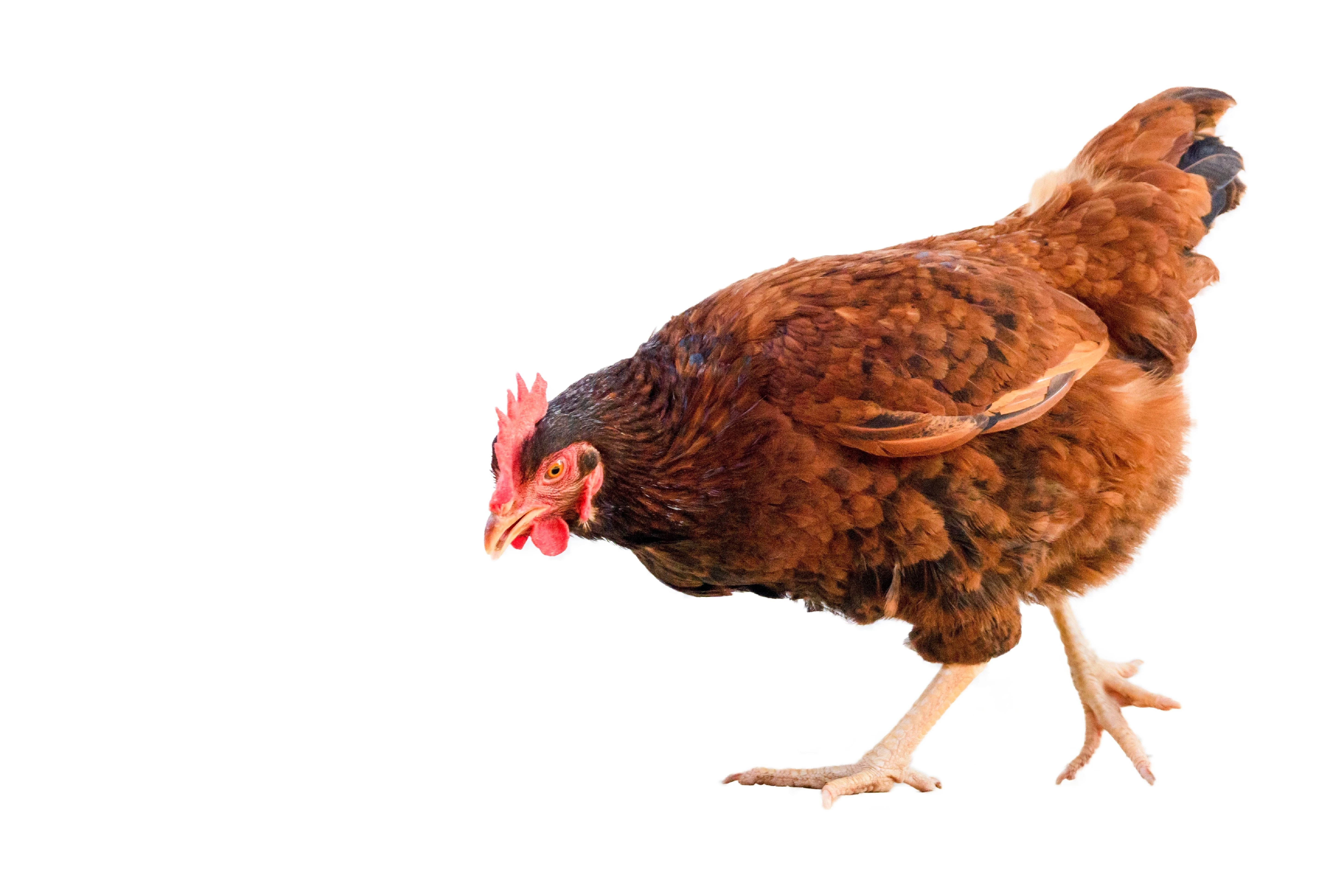 Chickens