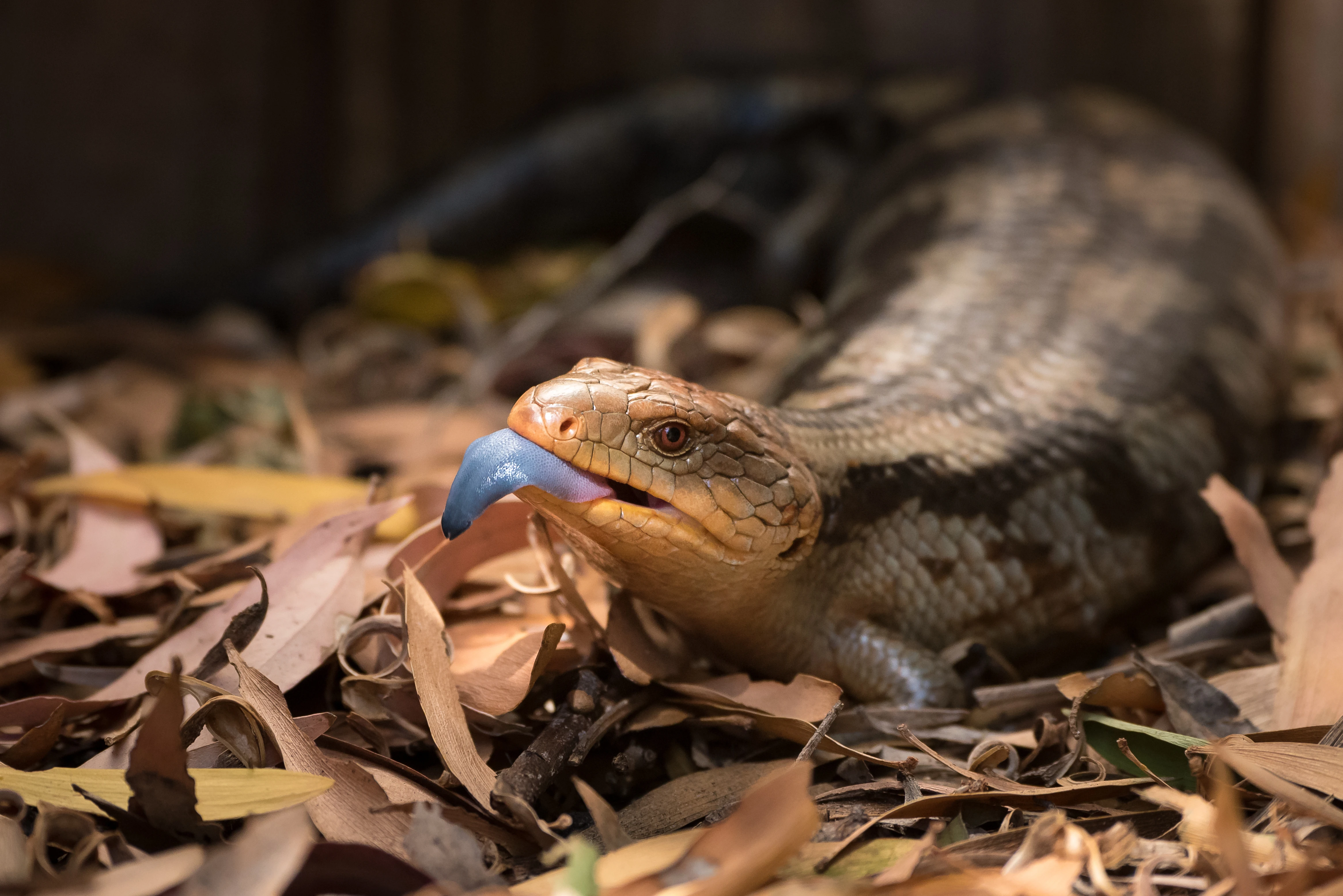 Need to Know Pet Tortoise