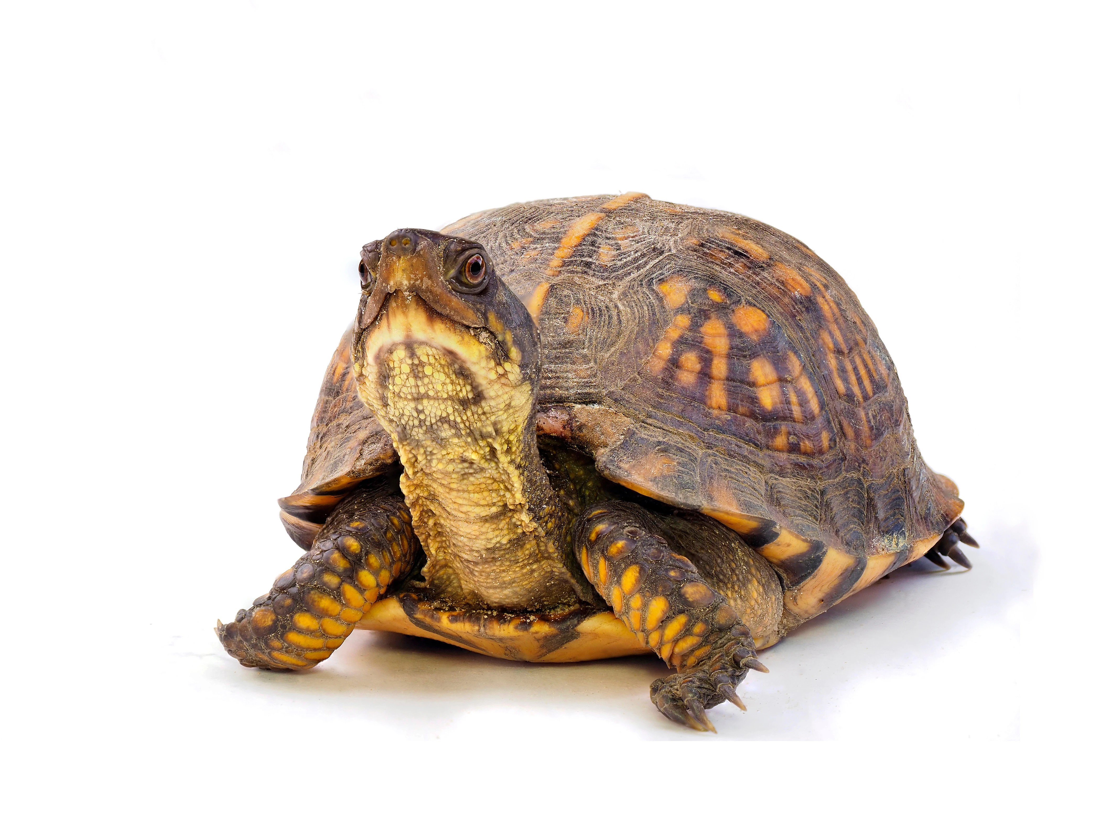 BOX TURTLES