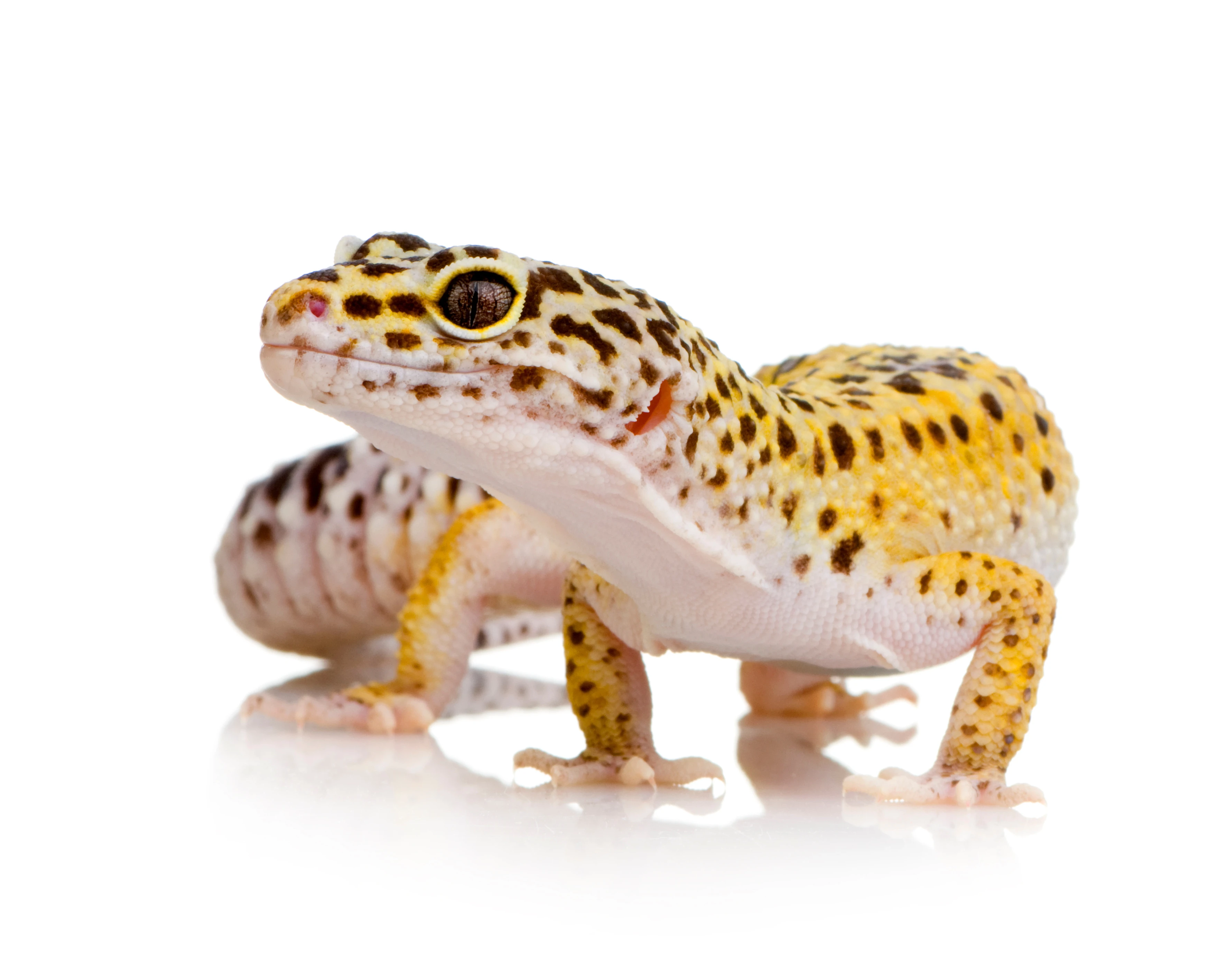 Geckos