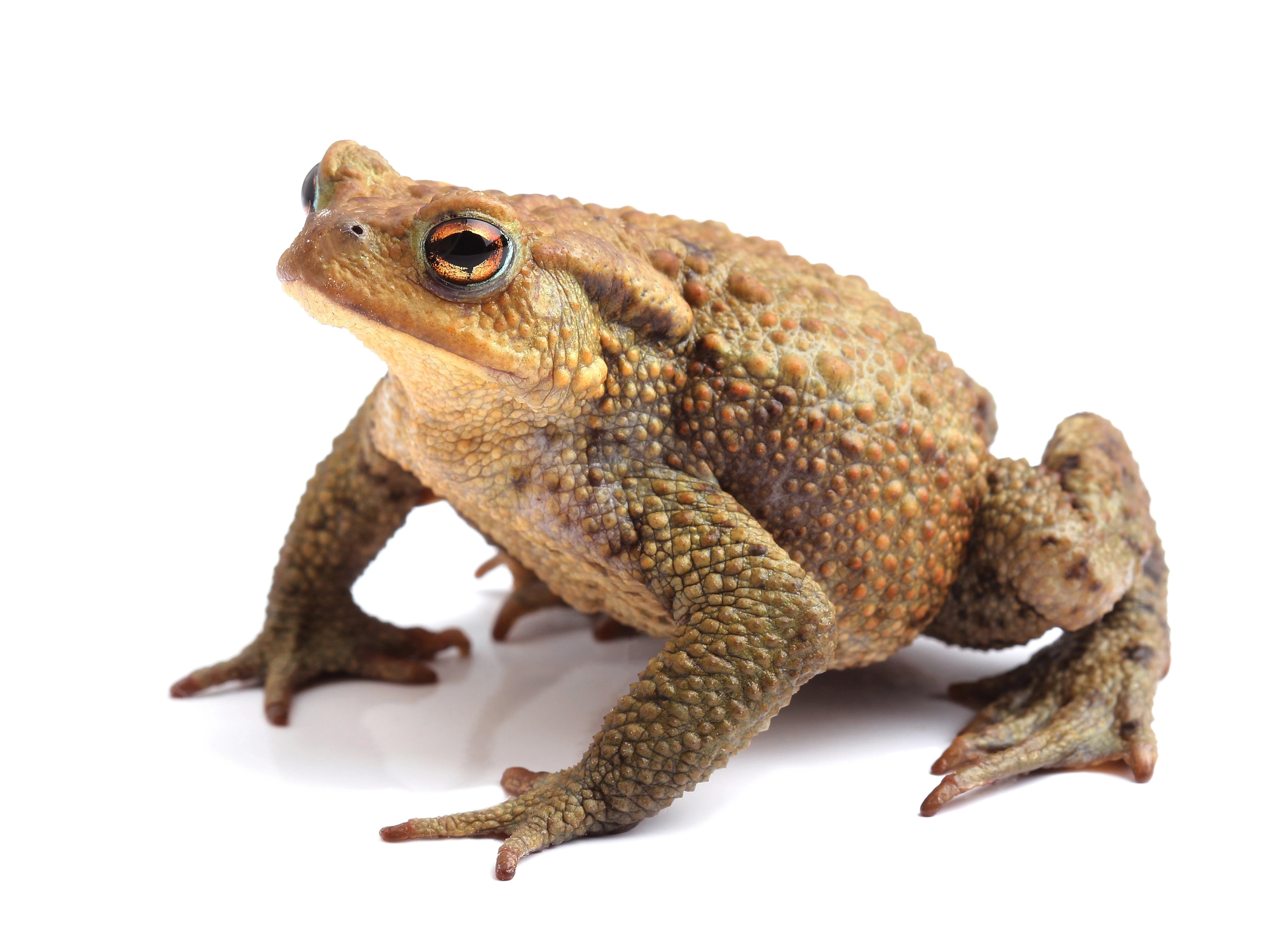 Frogs