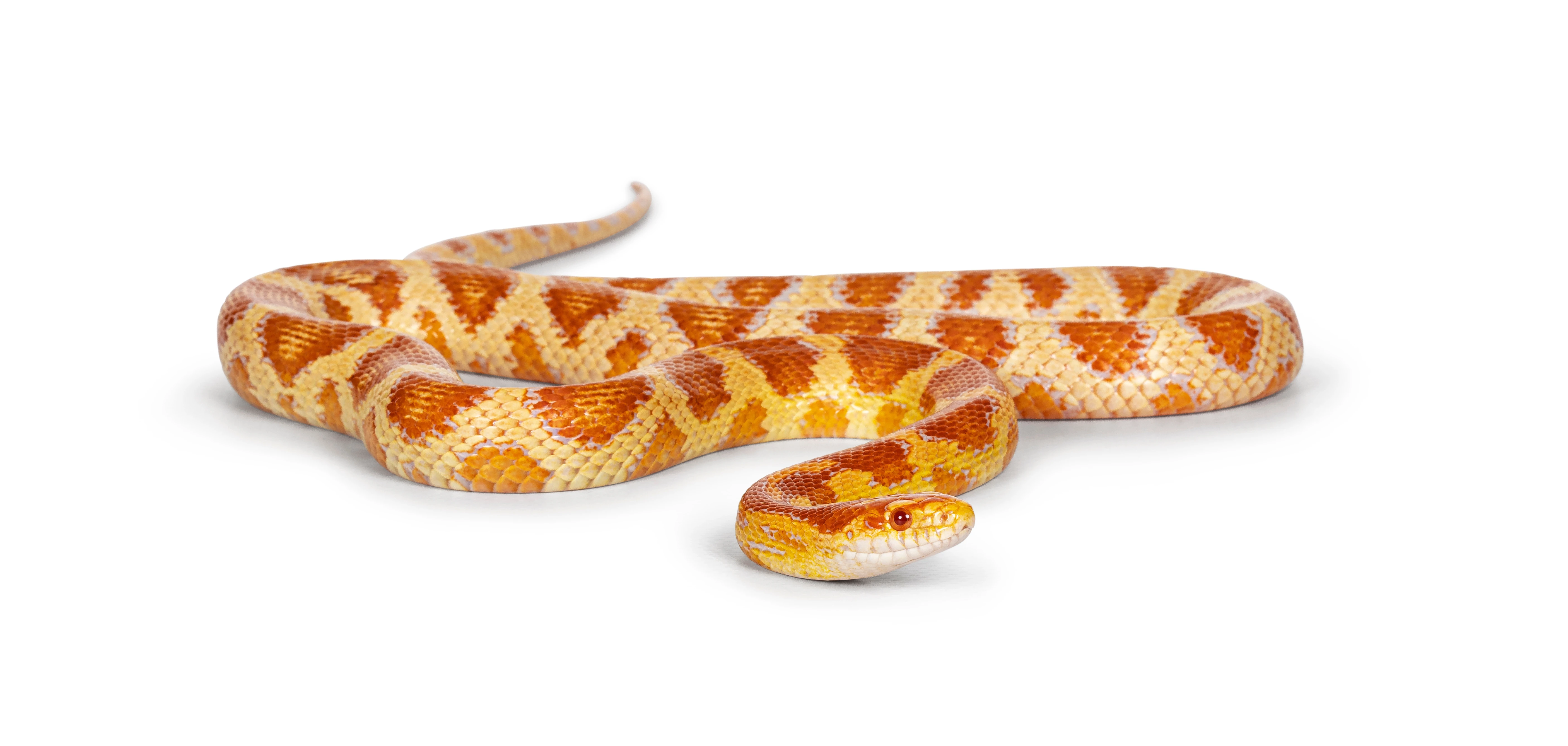Snakes