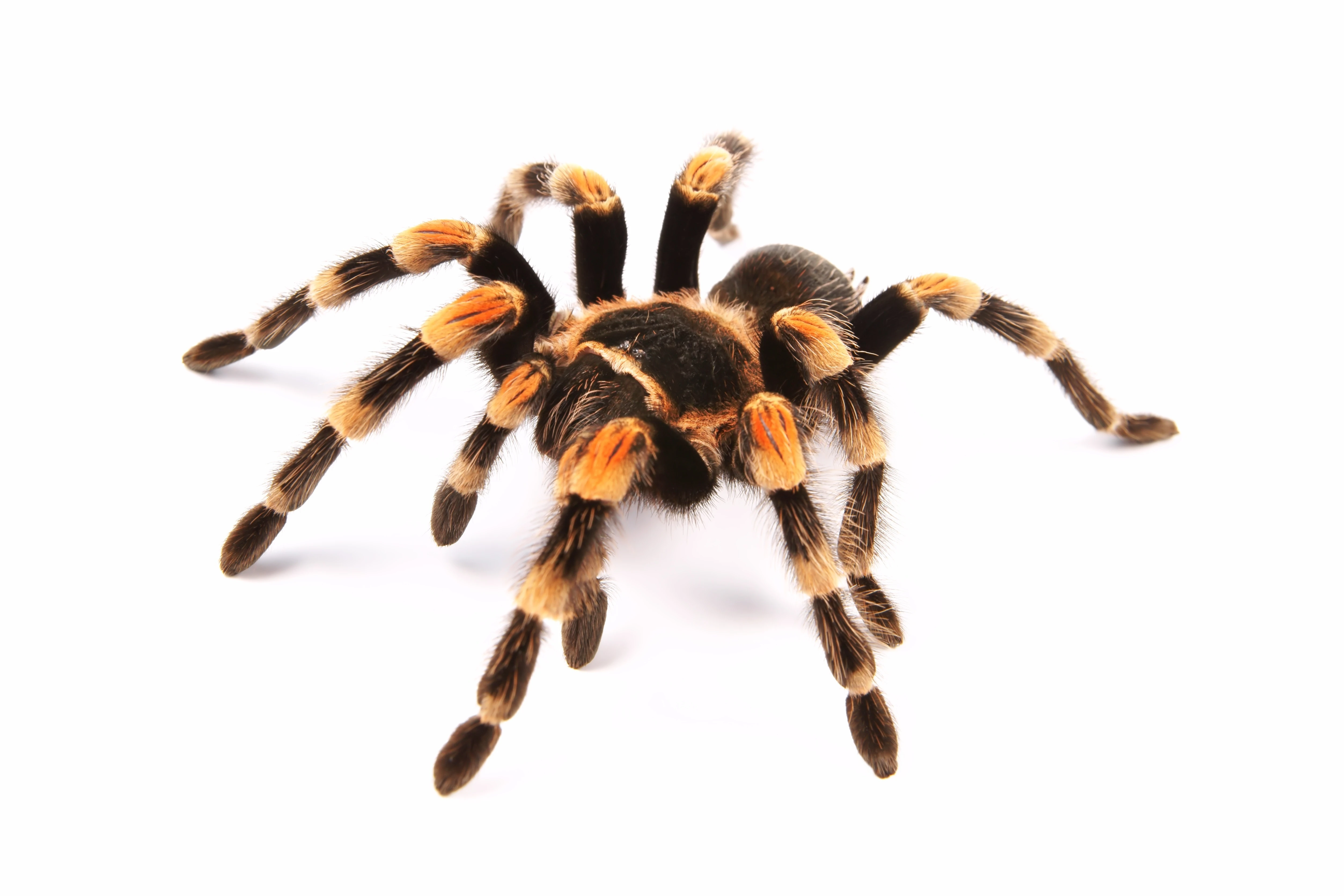 Tarantulas
