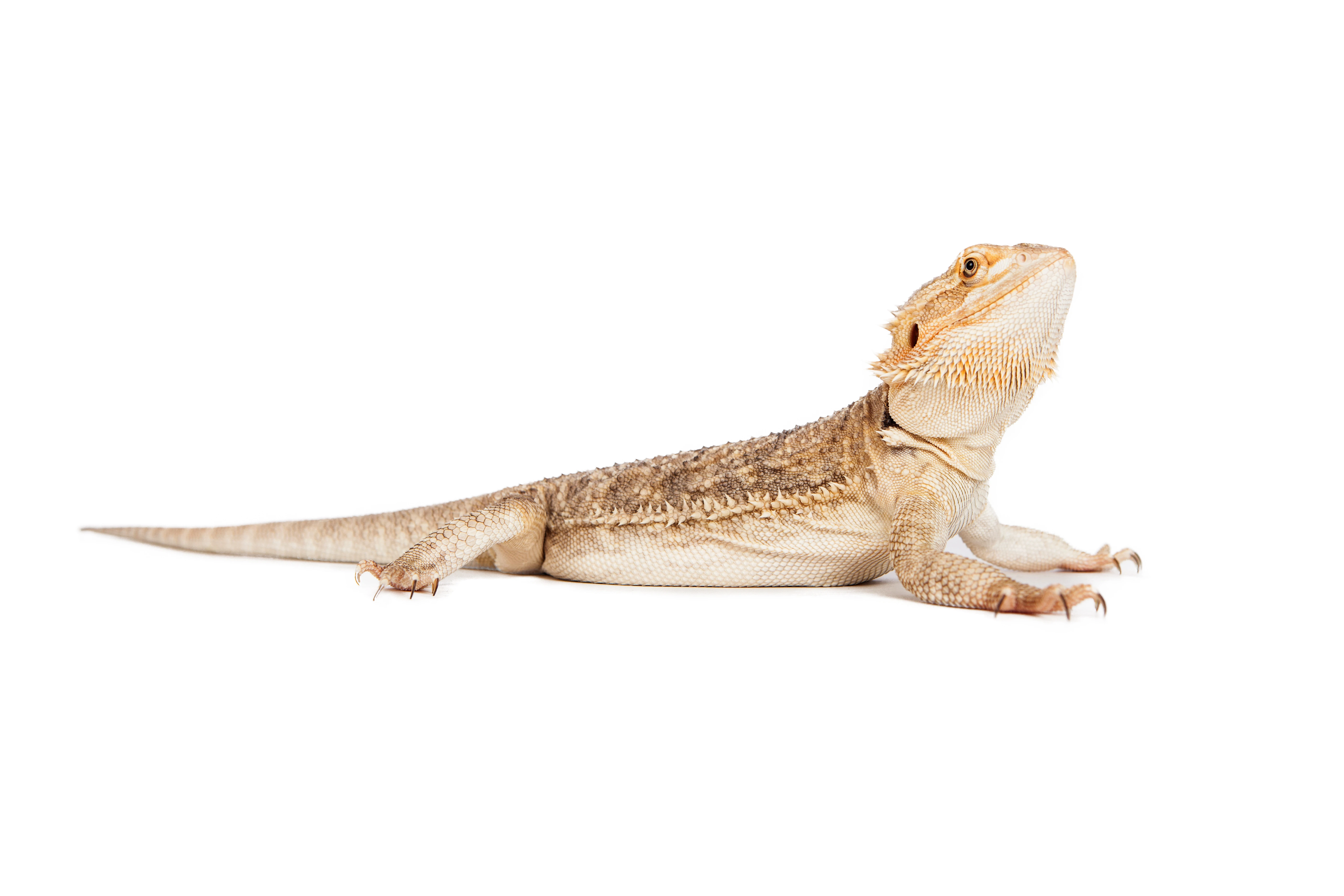 Bearded Dragons