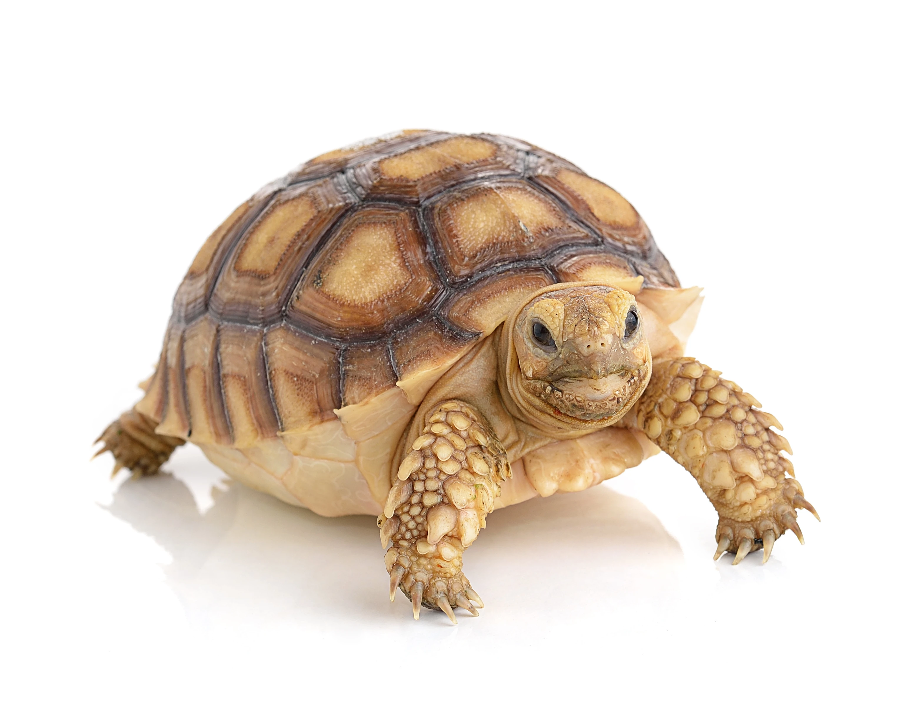 Tortoises