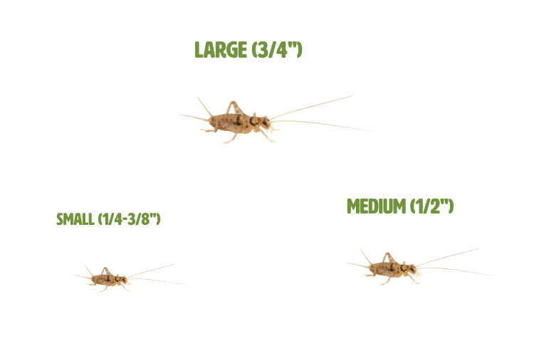 Cricket Sizing 