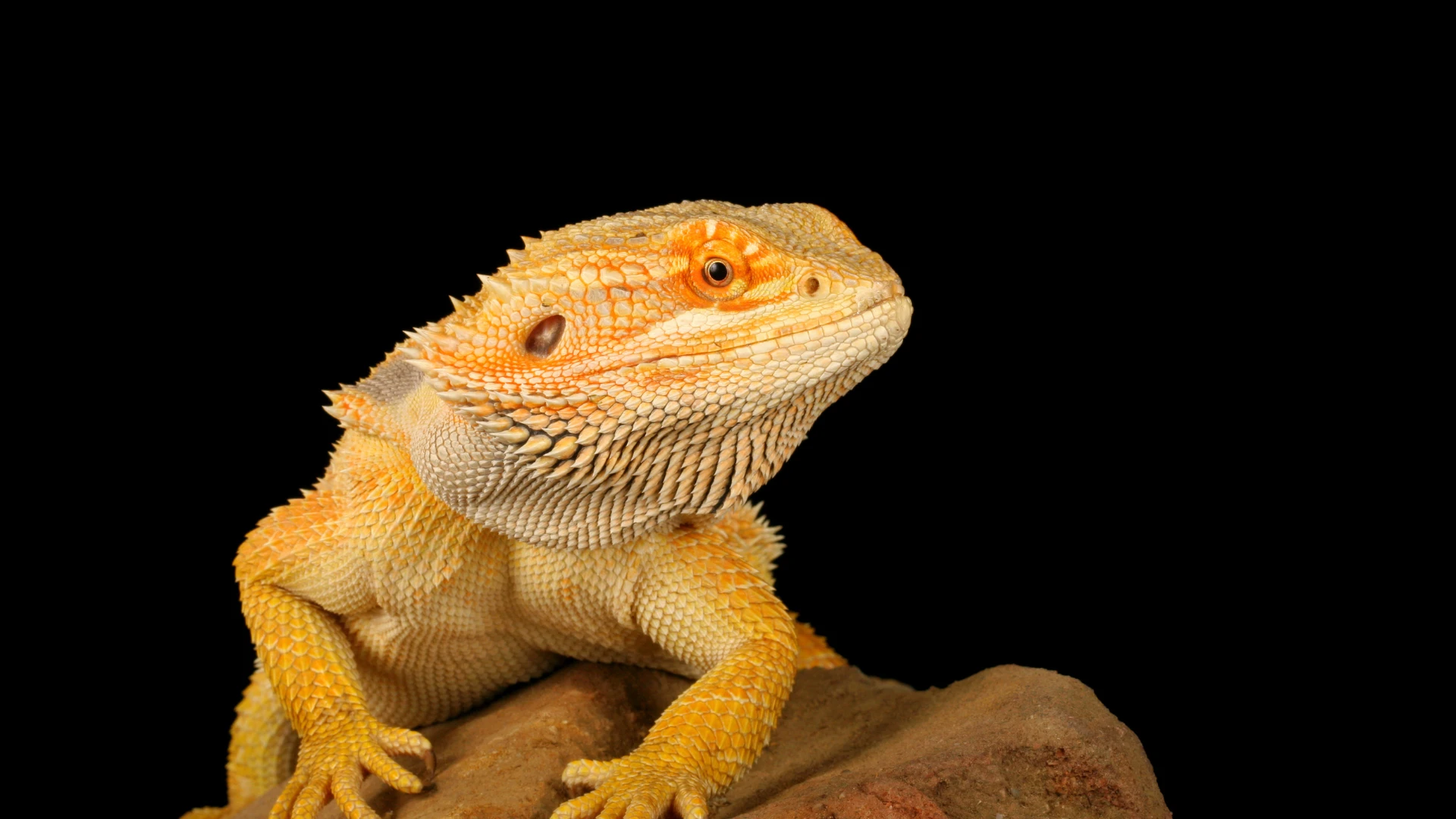 Bearded Dragon Care Sheet