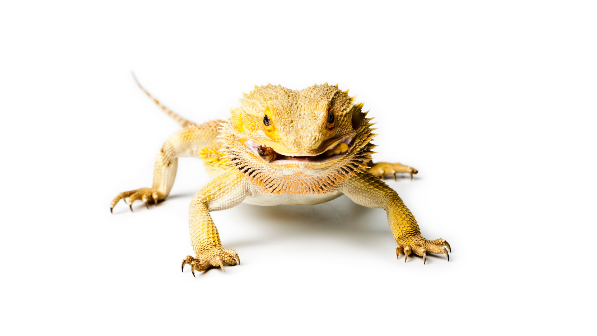 Best Feeders for Fall