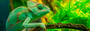 Chameleon Care Sheet