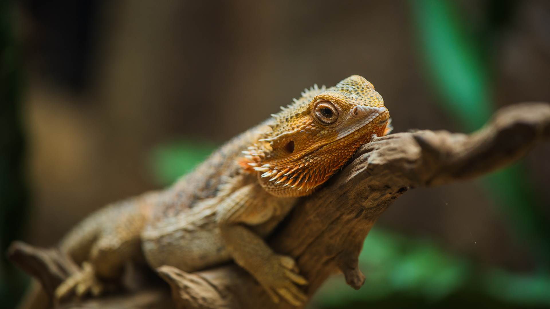 Coming out of Brumation