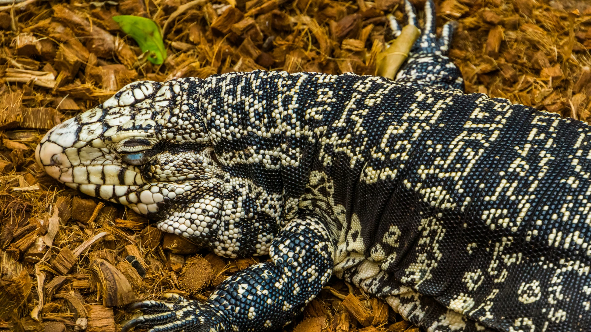 Prepping for Cooler Temperatures for Your Reptile