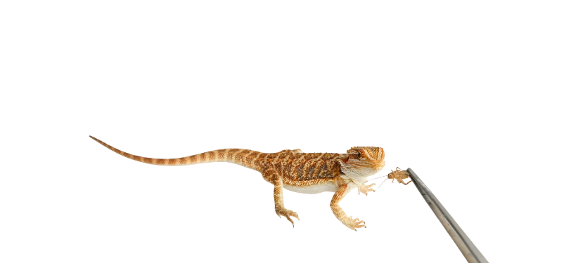 Bearded Dragon eats Cricket