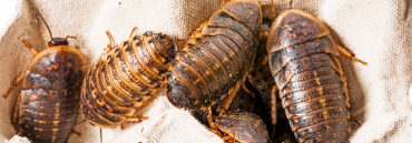 Dubia Roaches Myths Debunked