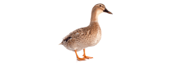 Ducks