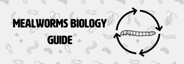 Fluker's Mealworm Biology Guide