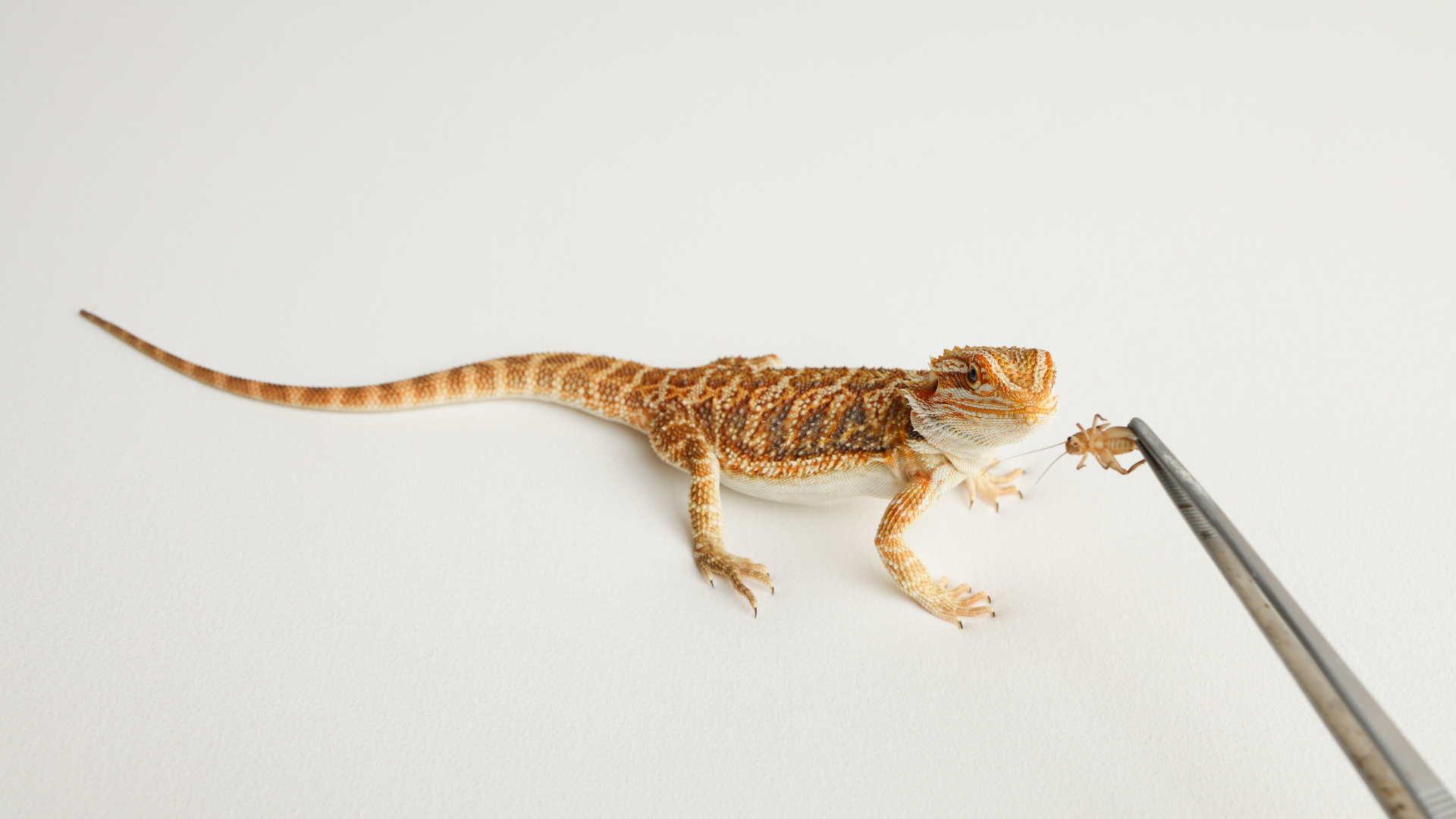 From Acheta to Banded Crickets : What We’ve Learned