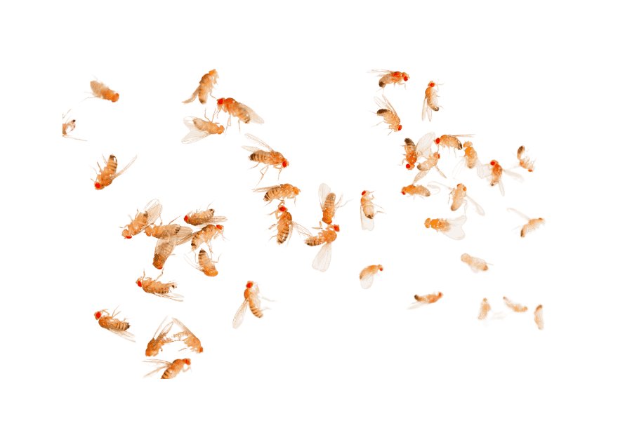 FLIGHTLESS FRUIT FLIES