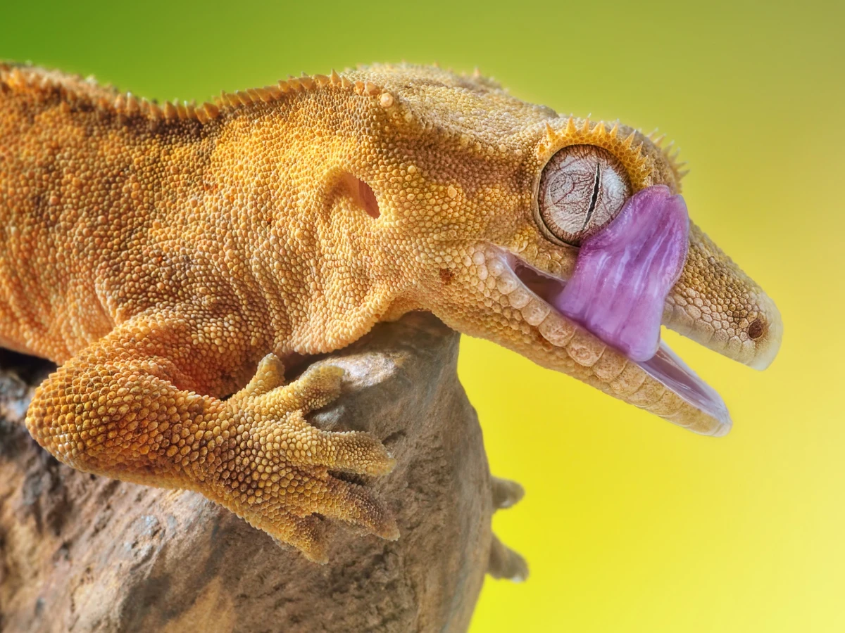 Crested Gecko Diet