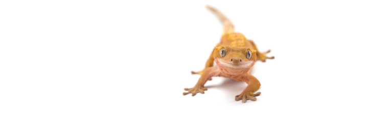 Gecko