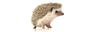 Hedgehog