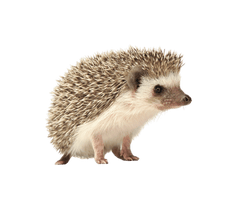 Hedgehogs